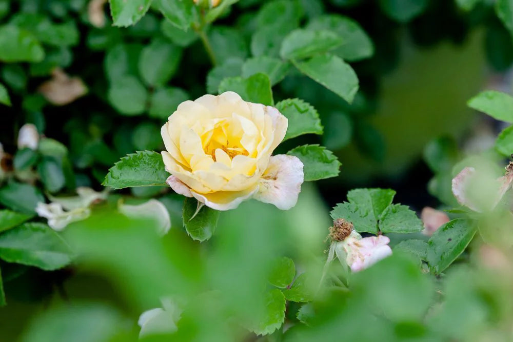 Popcorn Drift Rose Bush I286964