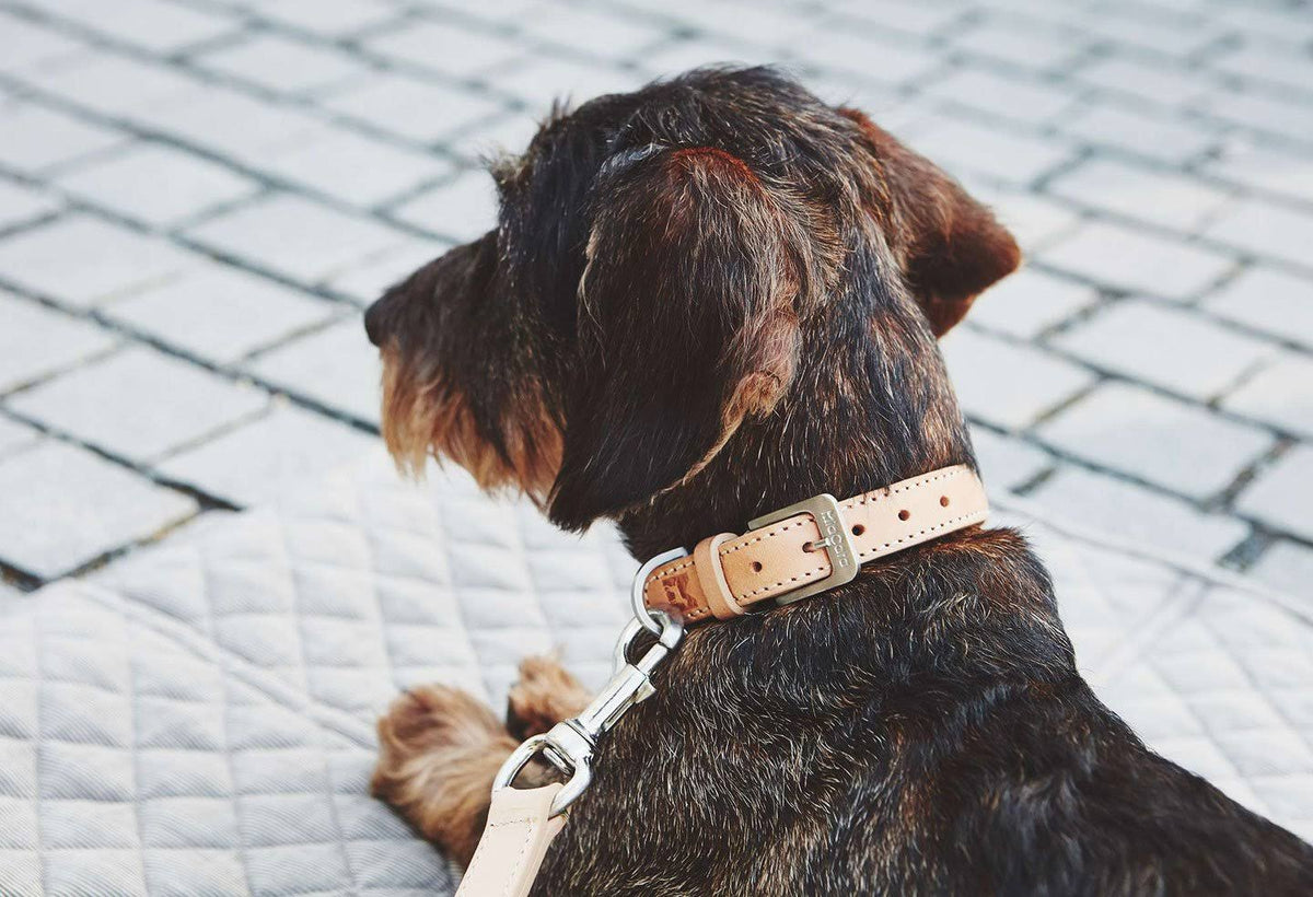 Brown Extra Large Dog Collar U974