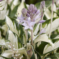 Hosta Fire and Ice 3 Plant Roots Perennial R7461