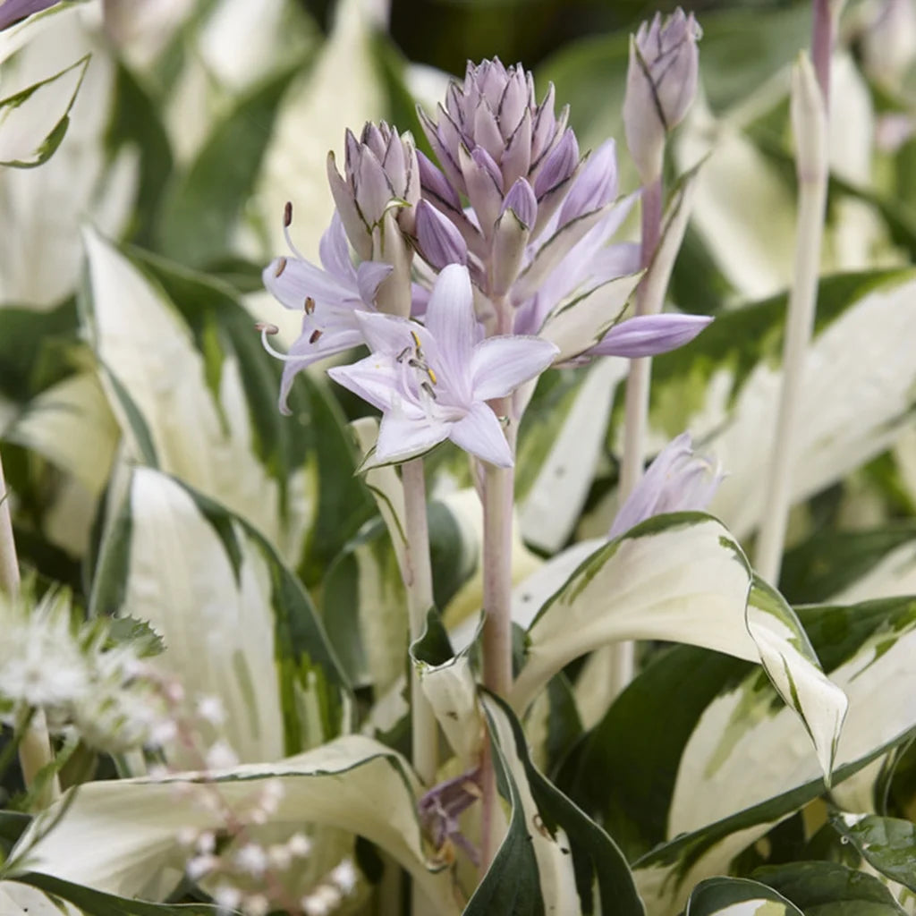 Hosta Fire and Ice 3 Plant Roots Perennial R7461