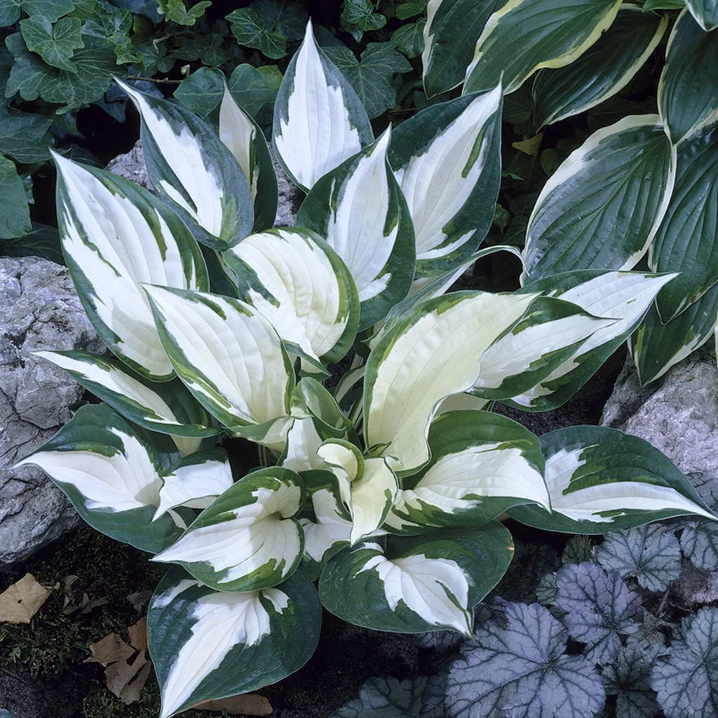 Hosta Fire and Ice 3 Plant Roots Perennial R7461