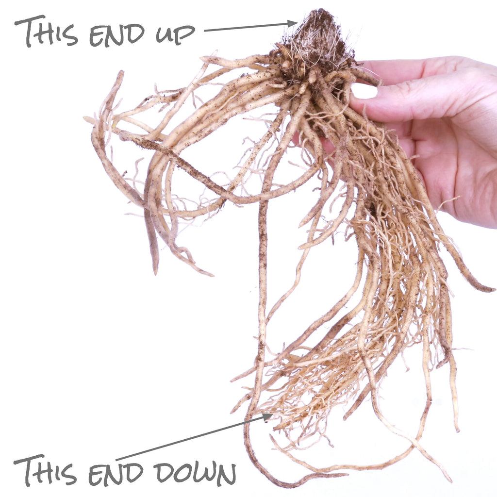 Hosta Fire and Ice 3 Plant Roots Perennial R7461