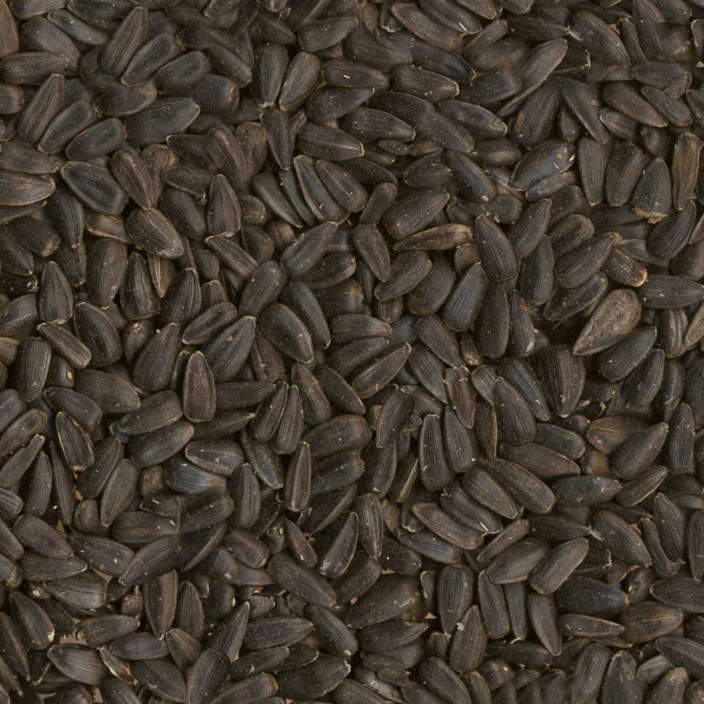 Black Oil Sunflower Seed Wild Bird Food Q287093