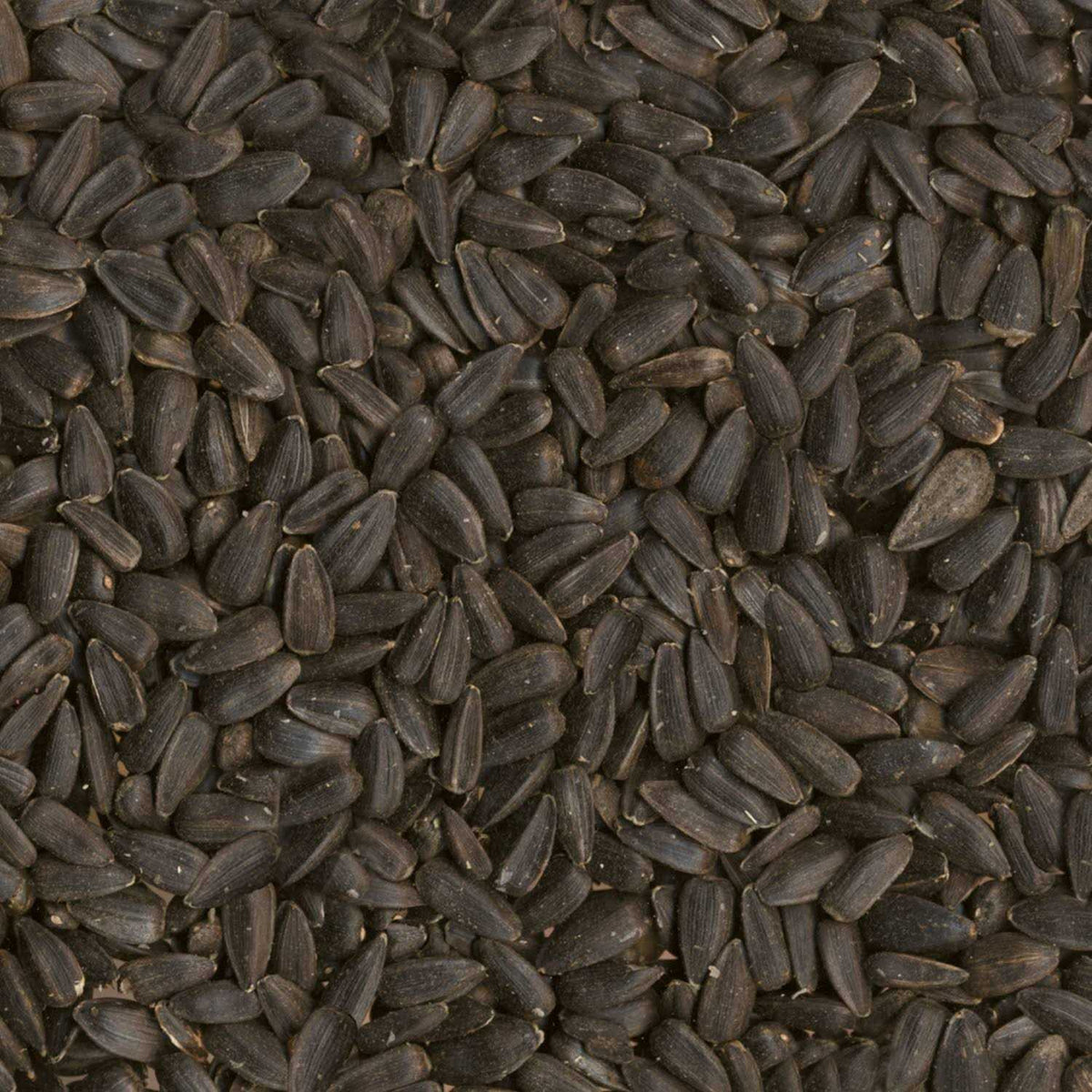 Black Oil Sunflower Seed Wild Bird Food Q287093
