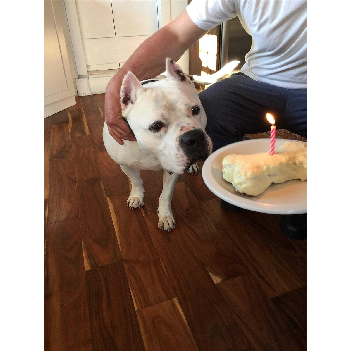 Dog Birthday Cake Kit J27126