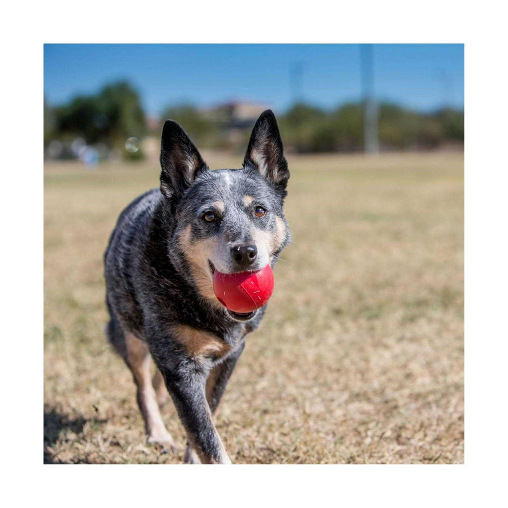 Dog Toy Ball S19873