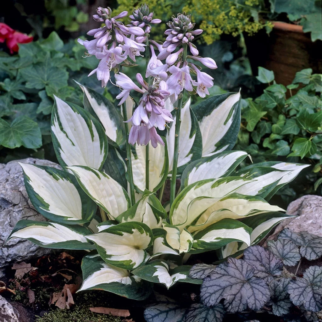 Hosta Fire and Ice 3 Plant Roots Perennial R7461