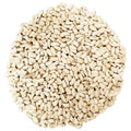 Safflower Bird Seed M329659