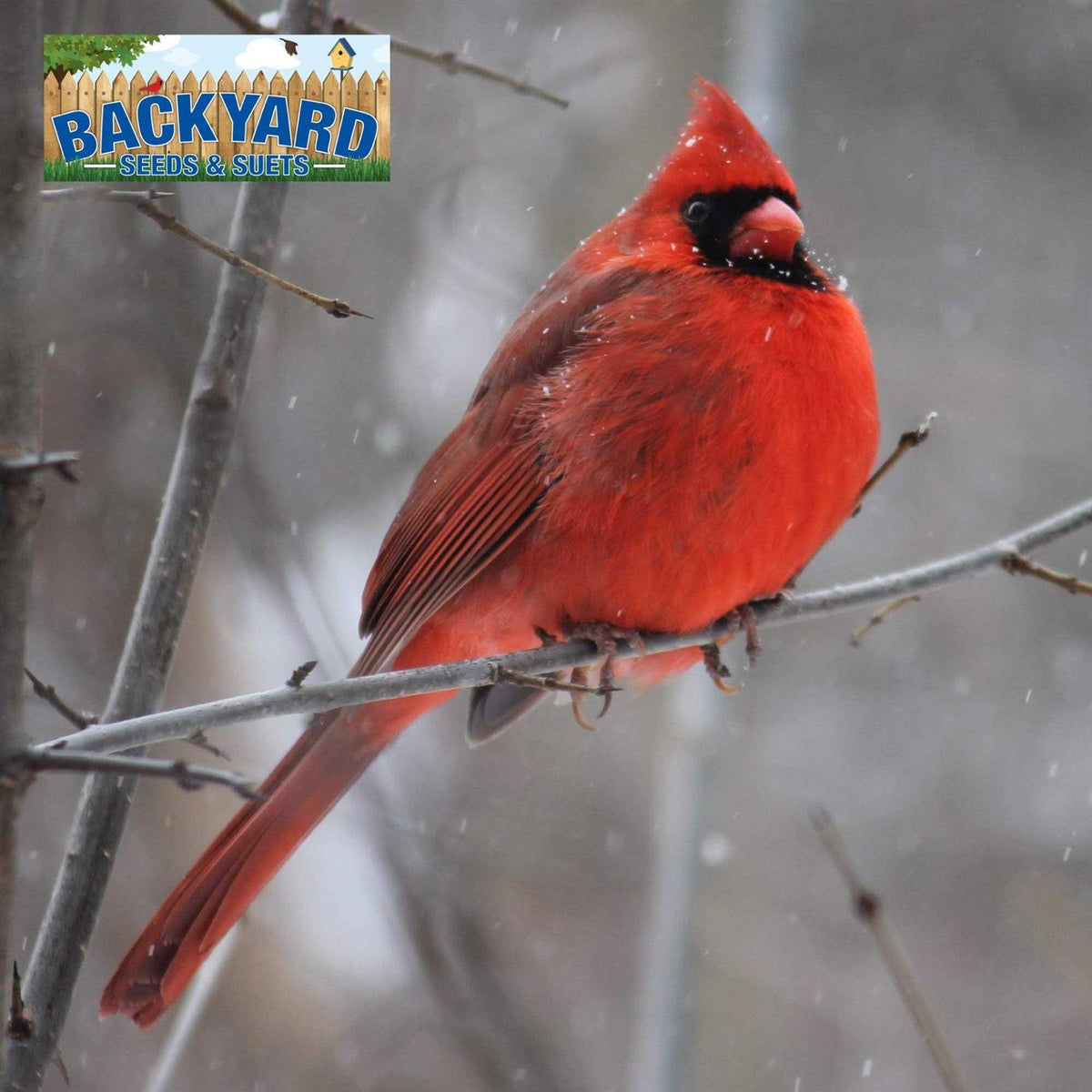 Safflower Bird Seed M329659