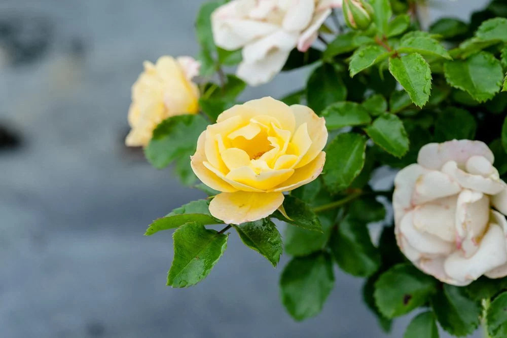 Popcorn Drift Rose Bush I286964