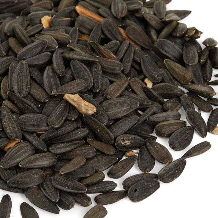Black Oil Sunflower Seed Wild Bird Food B788