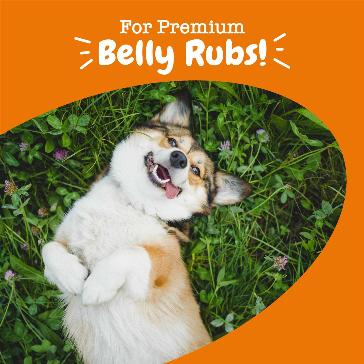 Chew No Poo Bites for Dogs V21416