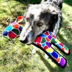 Multicolor Ripstop Dog Toy V90464