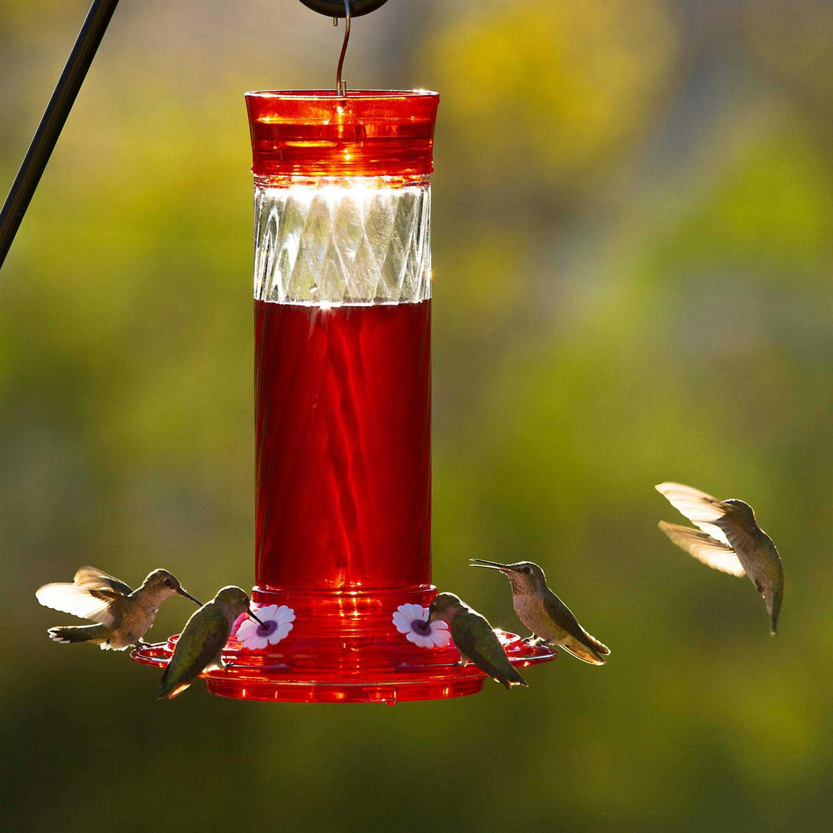 Hummingbird Nectar Z6775