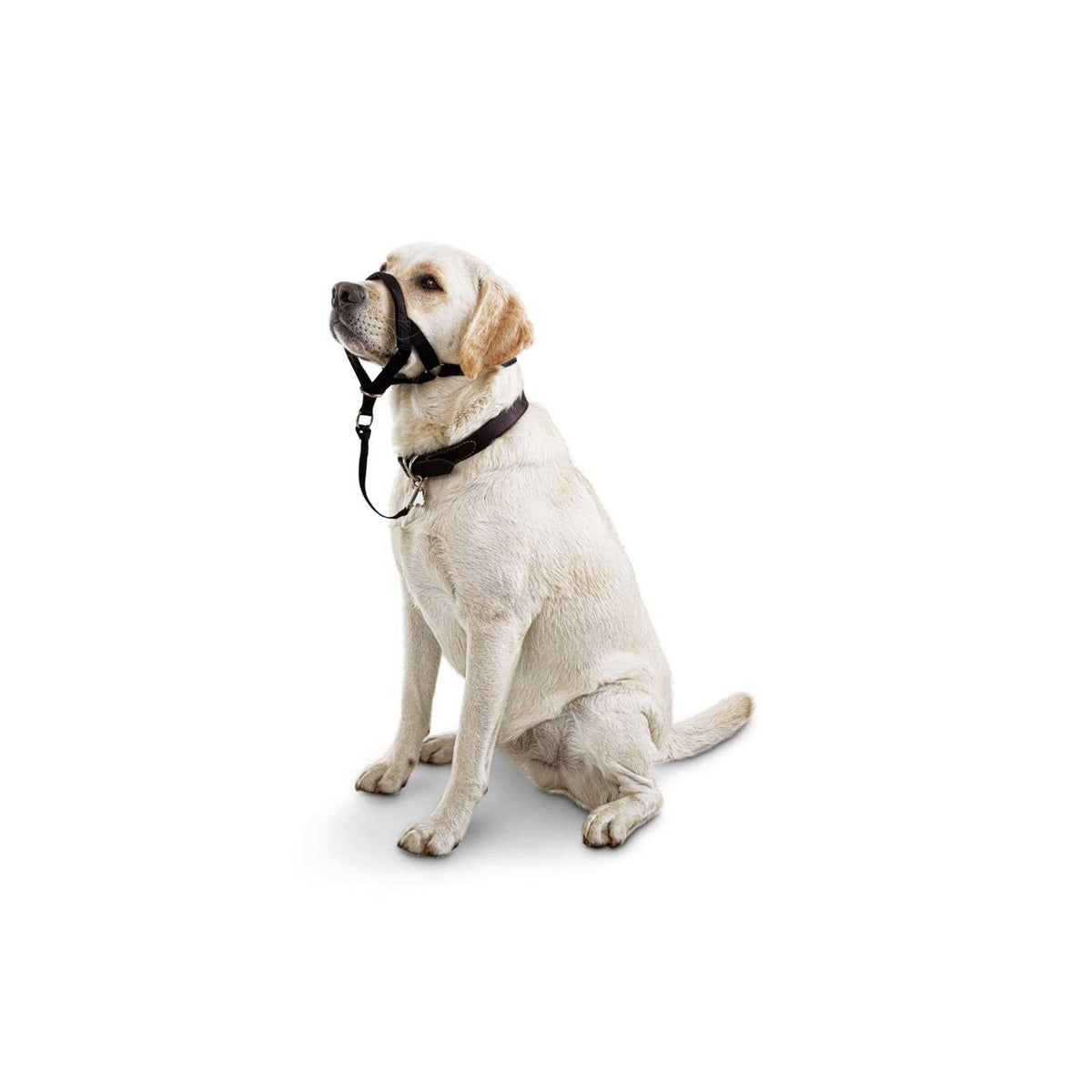 Head Halter K491558