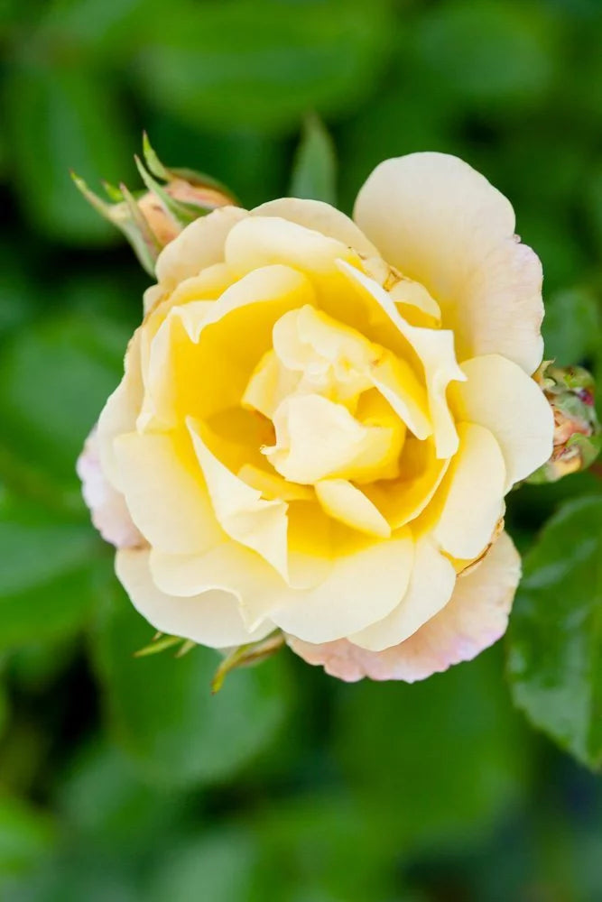 Popcorn Drift Rose Bush I286964
