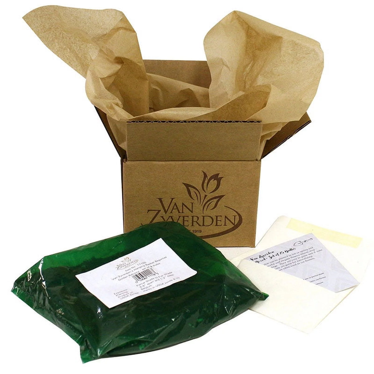 Hosta Fire and Ice 3 Plant Roots Perennial R7461