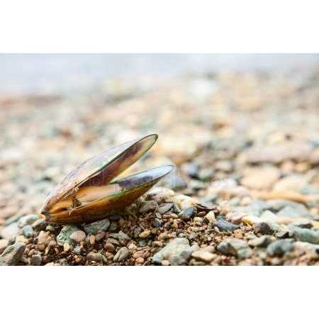 Green Lipped Mussel Omega 3 & 6 O377994