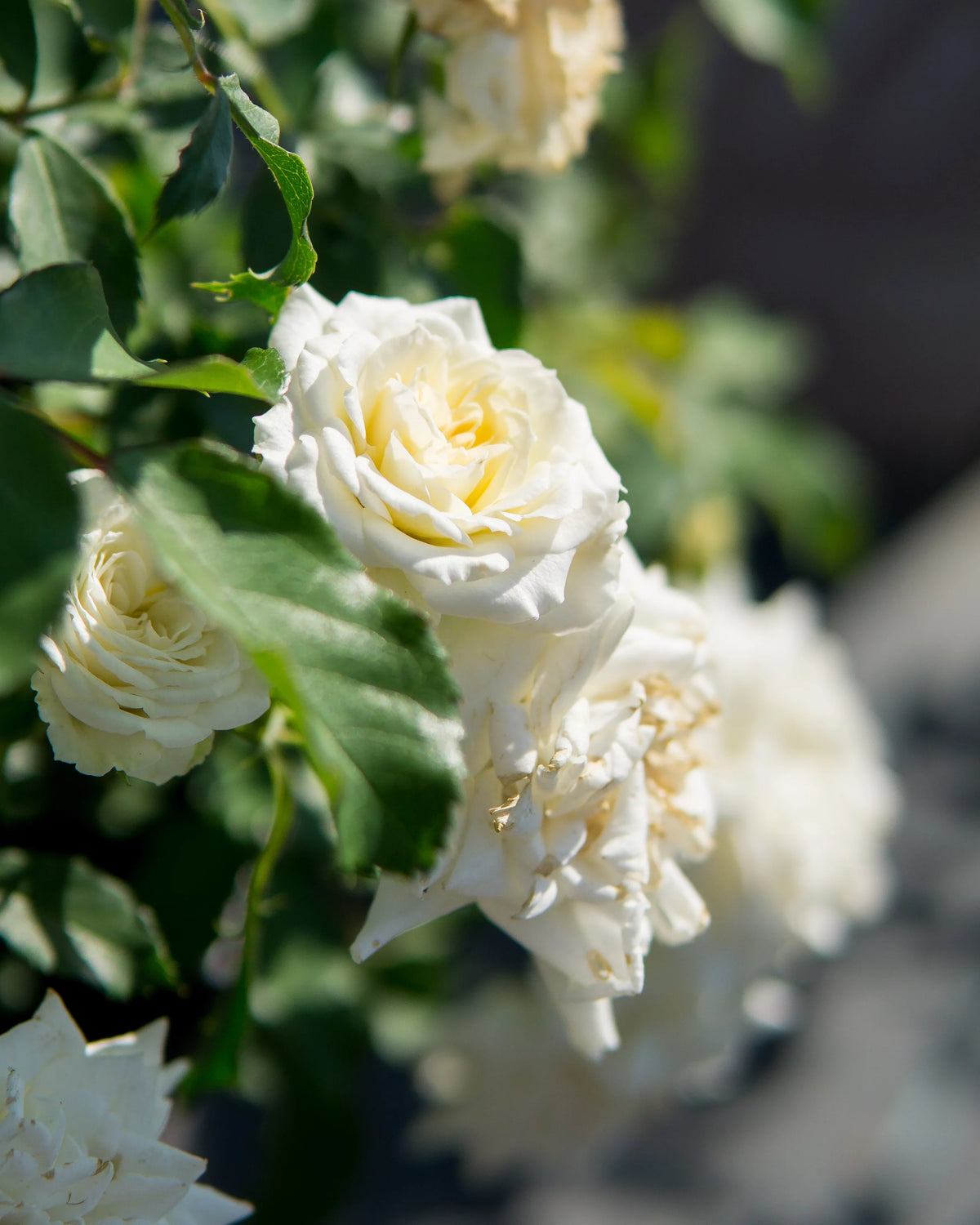 Popcorn Drift Rose Bush I286964