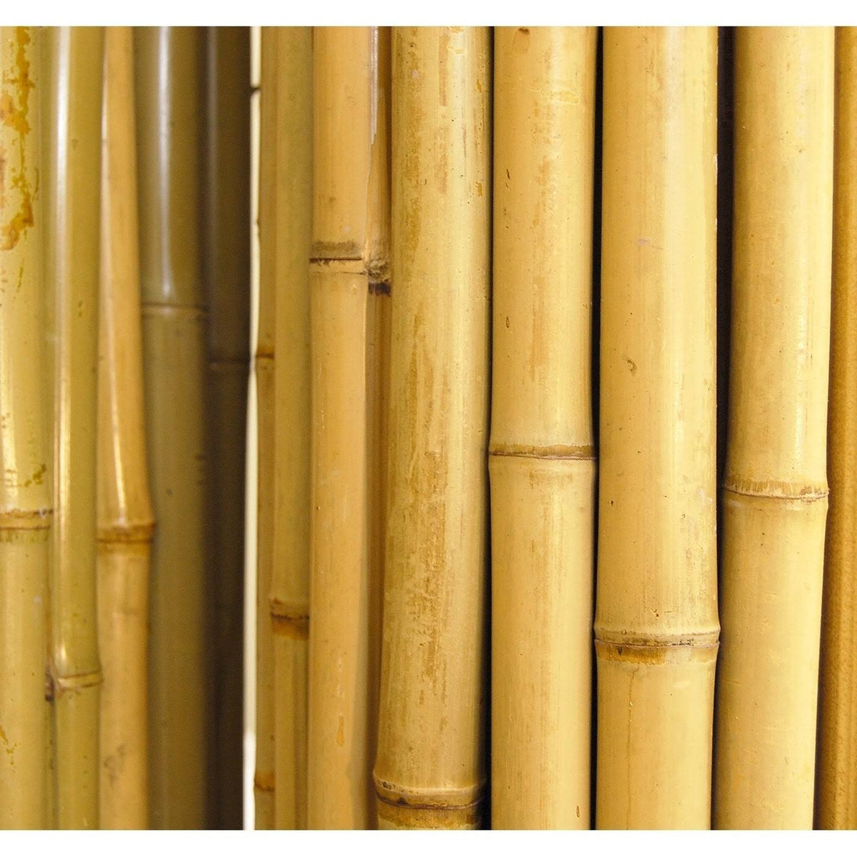 Natural Bamboo Fencing D361472